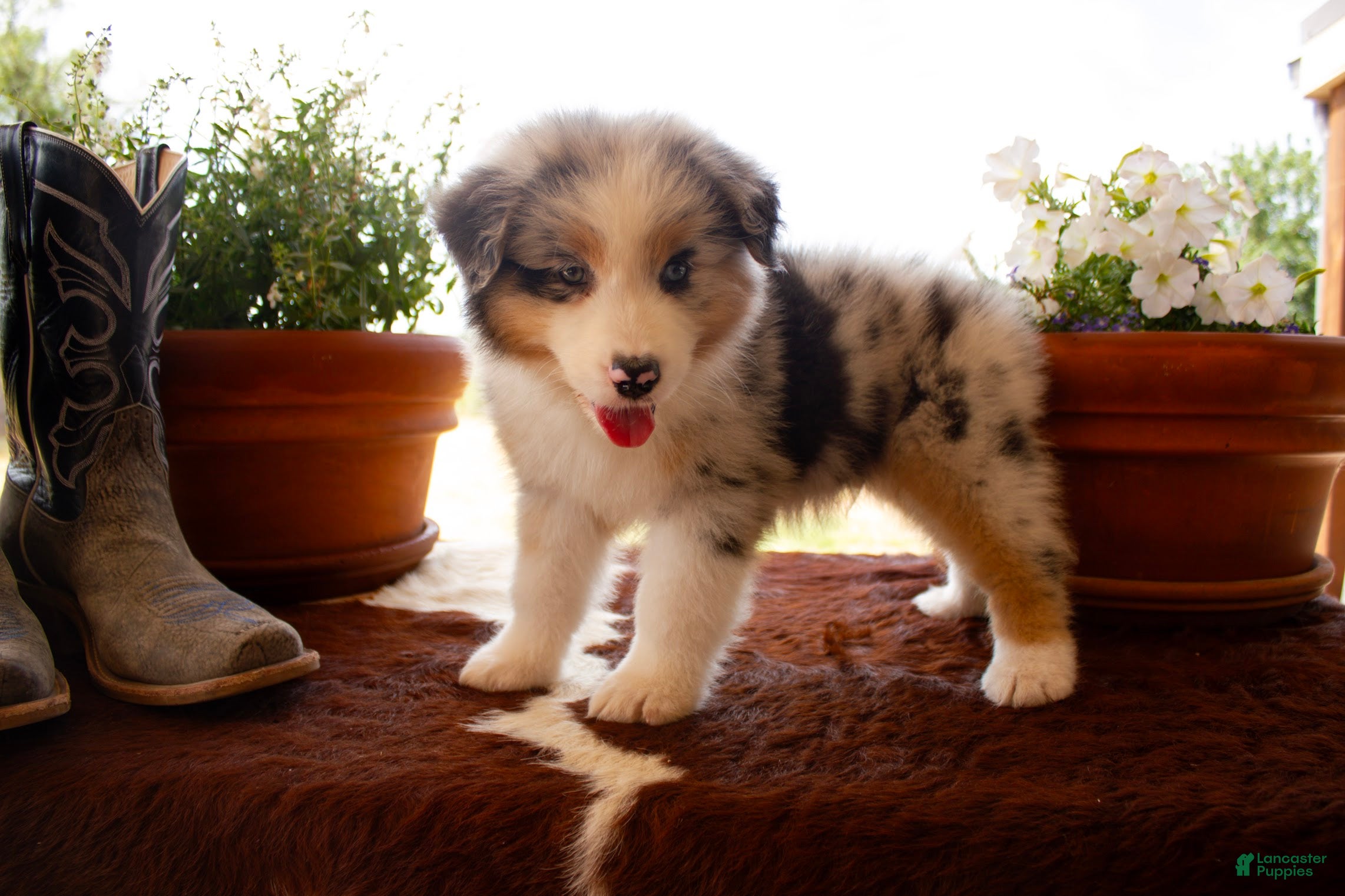 Australian Shepherd dogs Males - Ad 1