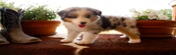 Australian Shepherd dogs for sale: Males - Ad 1