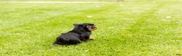 Yorkshire Terrier dogs for sale: Myran  - Ad 10