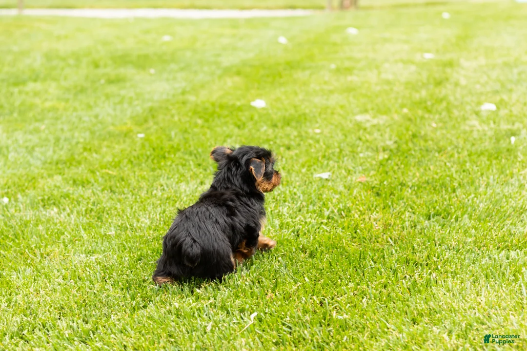 Yorkshire Terrier dogs for sale: Myran  - Ad 10