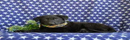 German Shepherd dogs for sale: Maverick - Ad 3