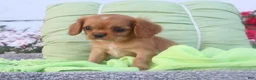 Cavalier King Charles Spaniel dogs for sale: Cavalier King Charles Spaniel 1 - Ad 3