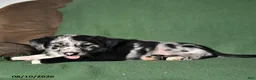 Mixed Breed dogs for sale: Benny - Ad 3