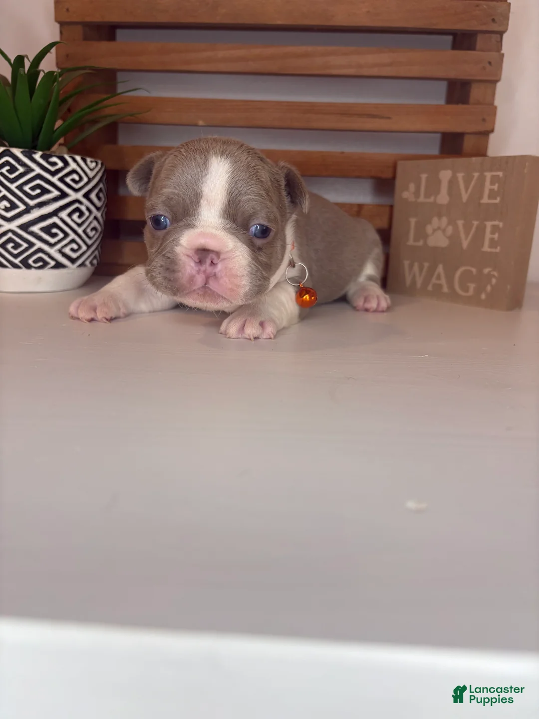 French Bulldog dogs for sale: Cheeto  - Ad 2