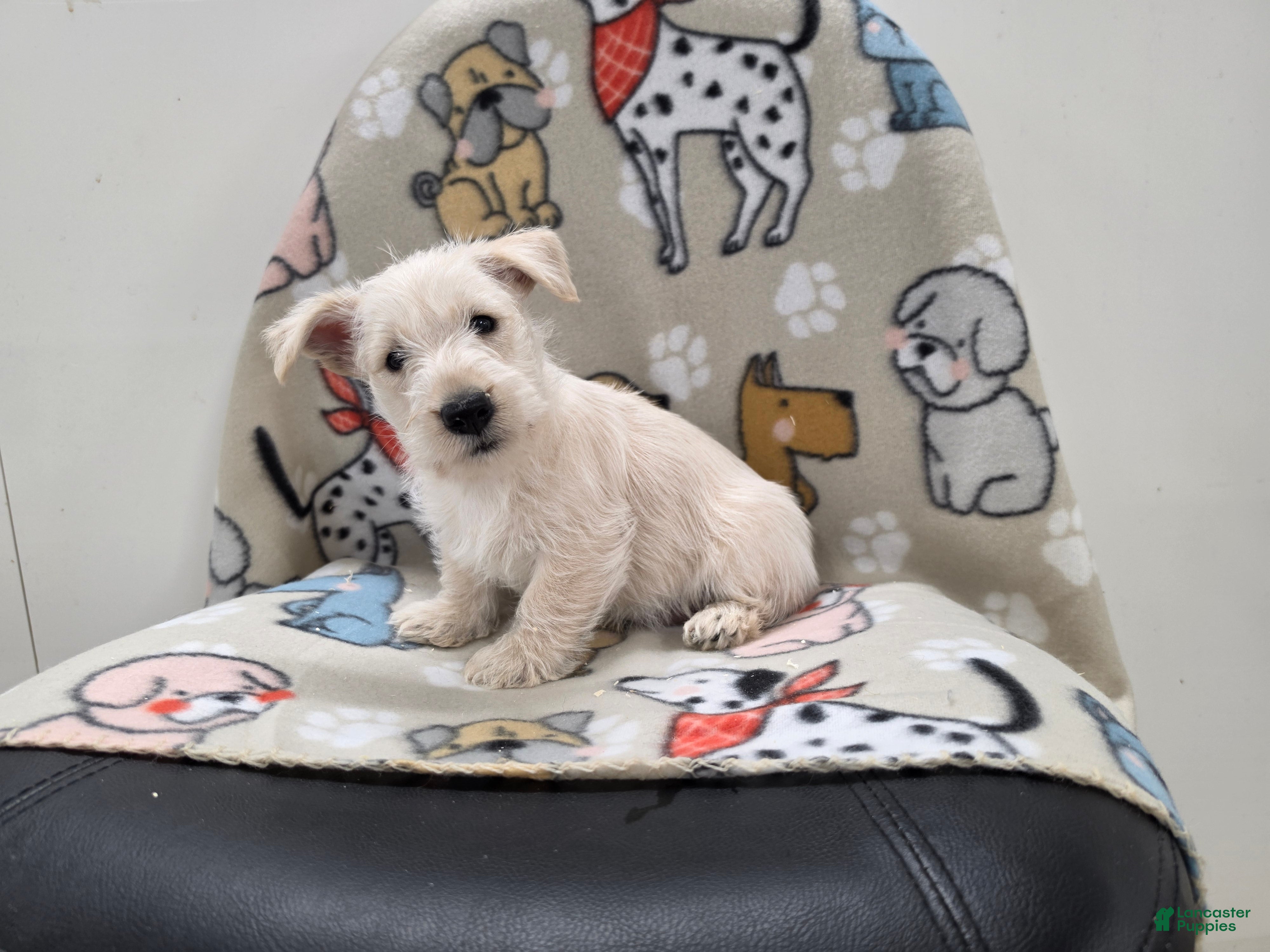 Scottish Terrier dogs Vivian - Ad 1