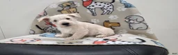 Scottish Terrier dogs for sale: Vivian - Ad 1