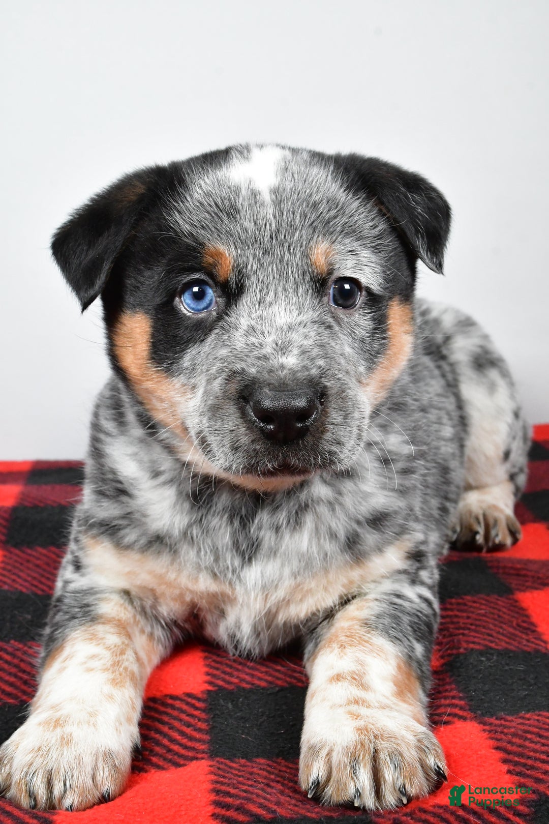 Australian Cattle Dog dogs for sale: Sammy - Ad 7