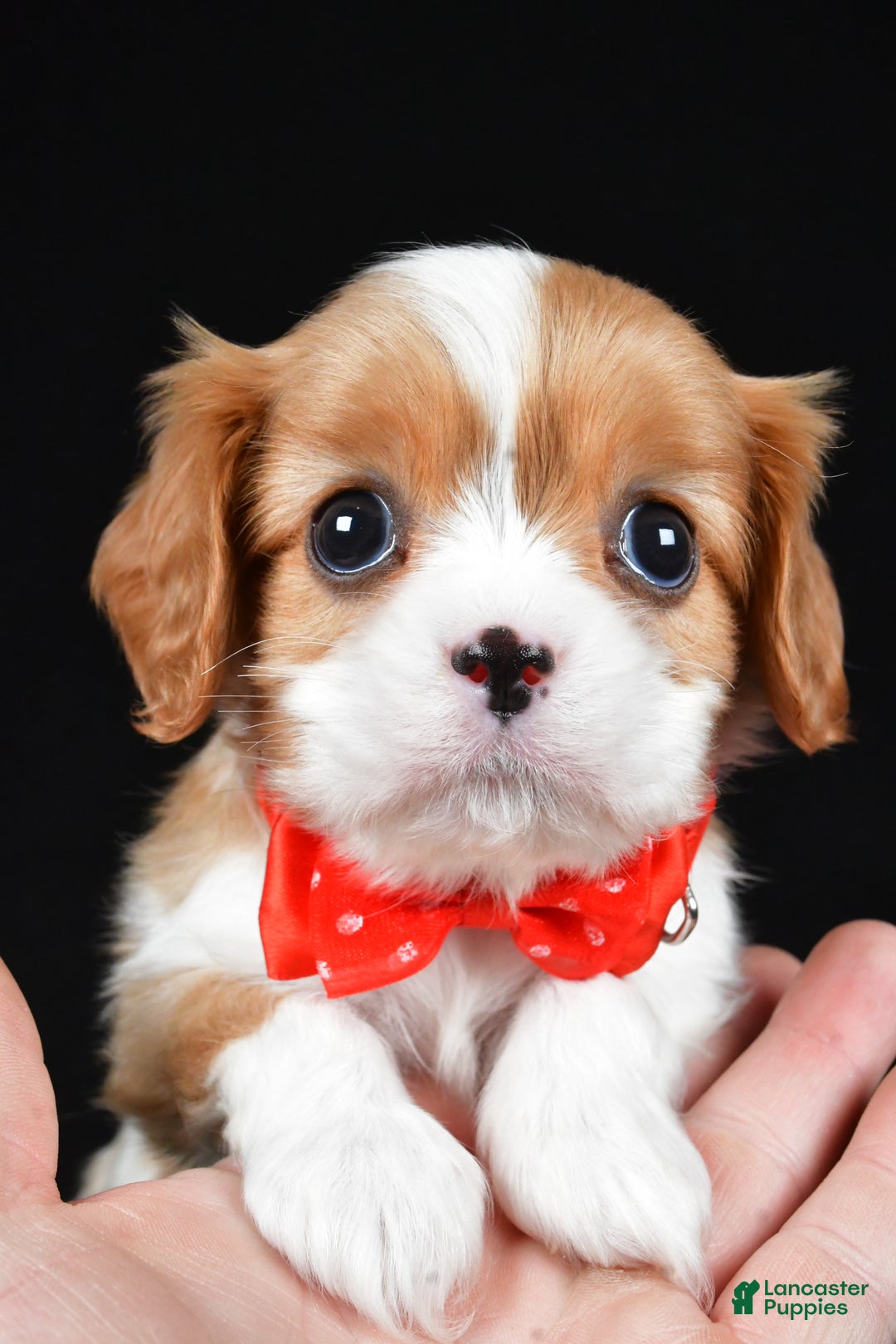 Cavalier King Charles Spaniel dogs for sale: Tyler - Ad 8