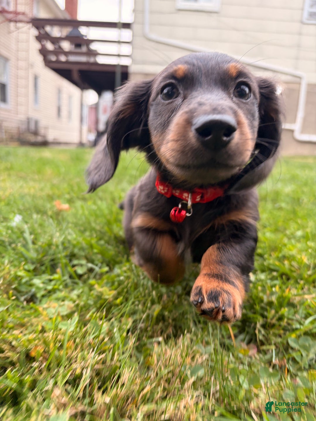 Miniature Dachshund dogs for sale: Tater - Ad 1
