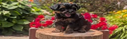 Yorkiepoo dogs for sale: Ziggy - Ad 6