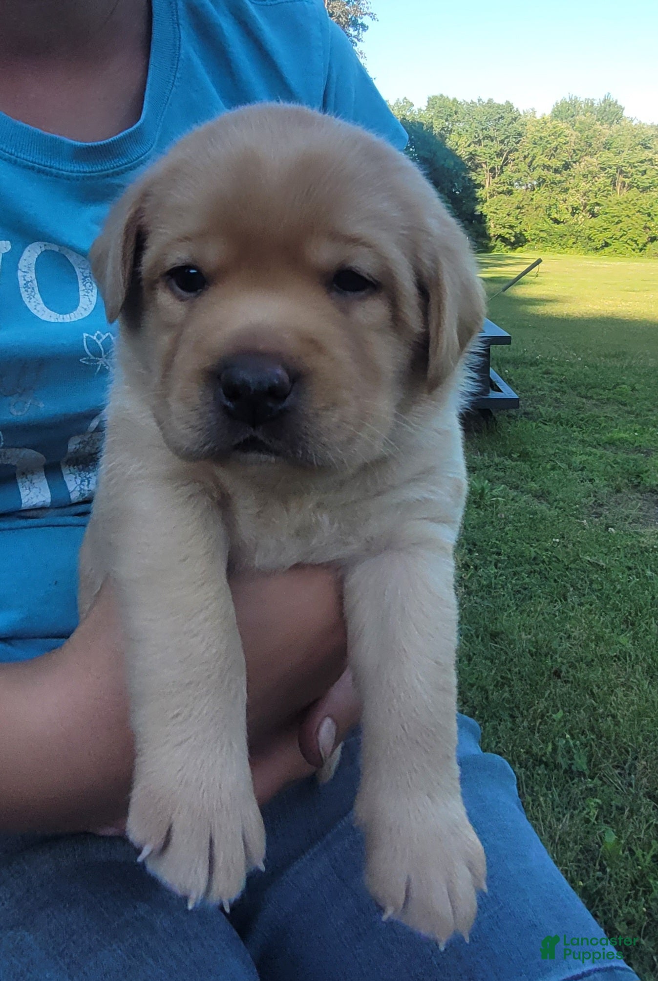 Labrador Retriever dogs Laredo  - Ad 2