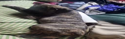 American Pit Bull Terrier dogs for sale: American Pit Bull Terrier 1 - Ad 1