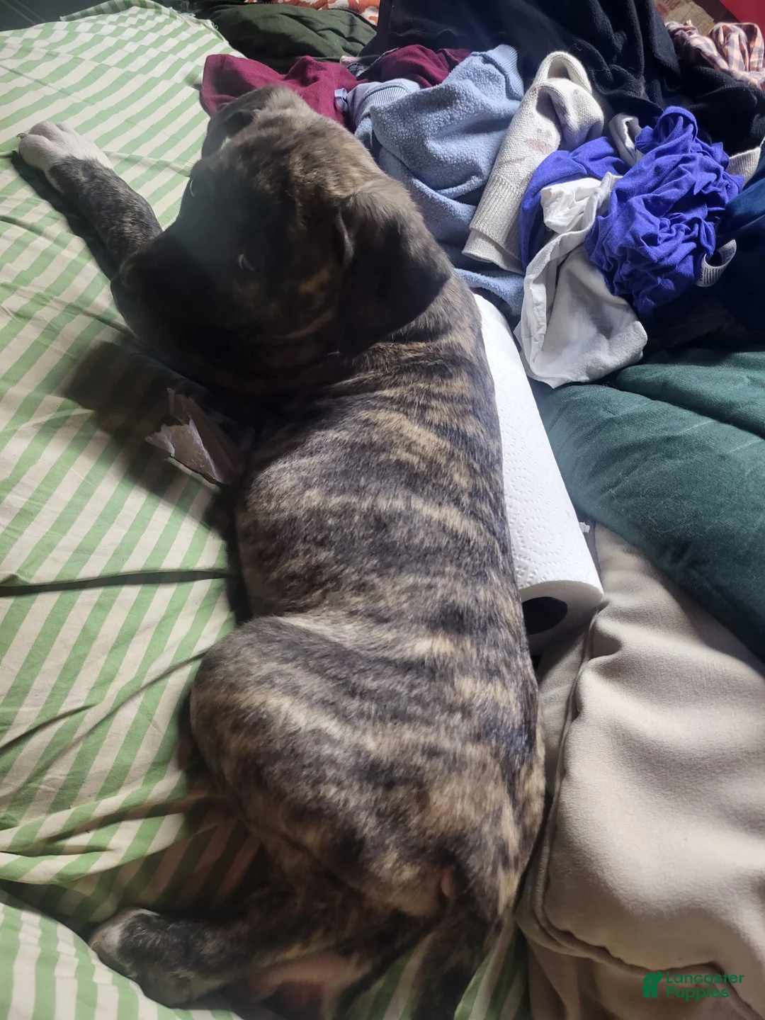 American Pit Bull Terrier dogs for sale: American Pit Bull Terrier 1 - Ad 1