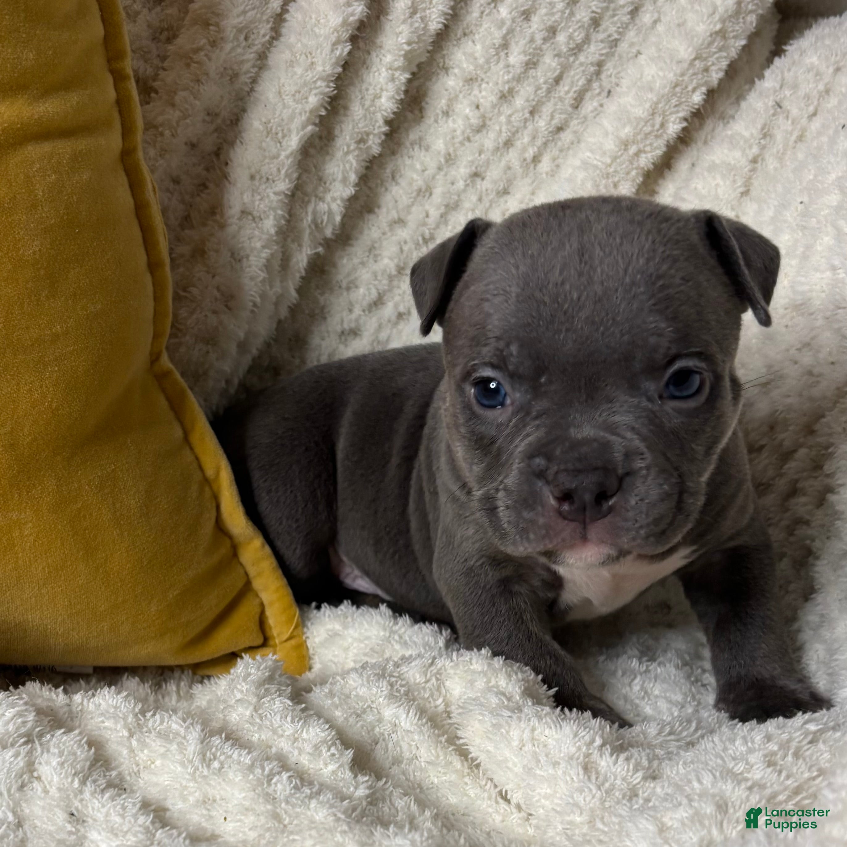 American Bully dogs Kill Bill - Ad 2