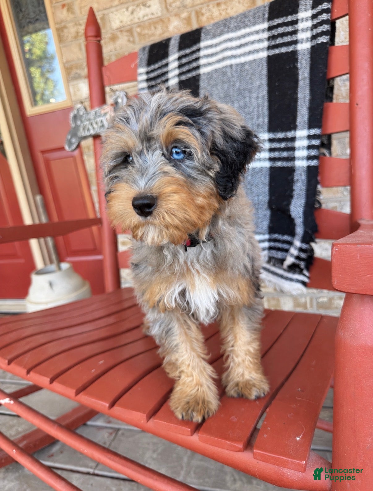 Mini Bernedoodle dogs for sale: Duke - Ad 14