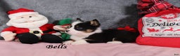 Welsh Corgi Pembroke dogs for sale: Bells - Ad 3