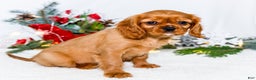Cavalier King Charles Spaniel dogs for sale: Gingersnap - Ad 3