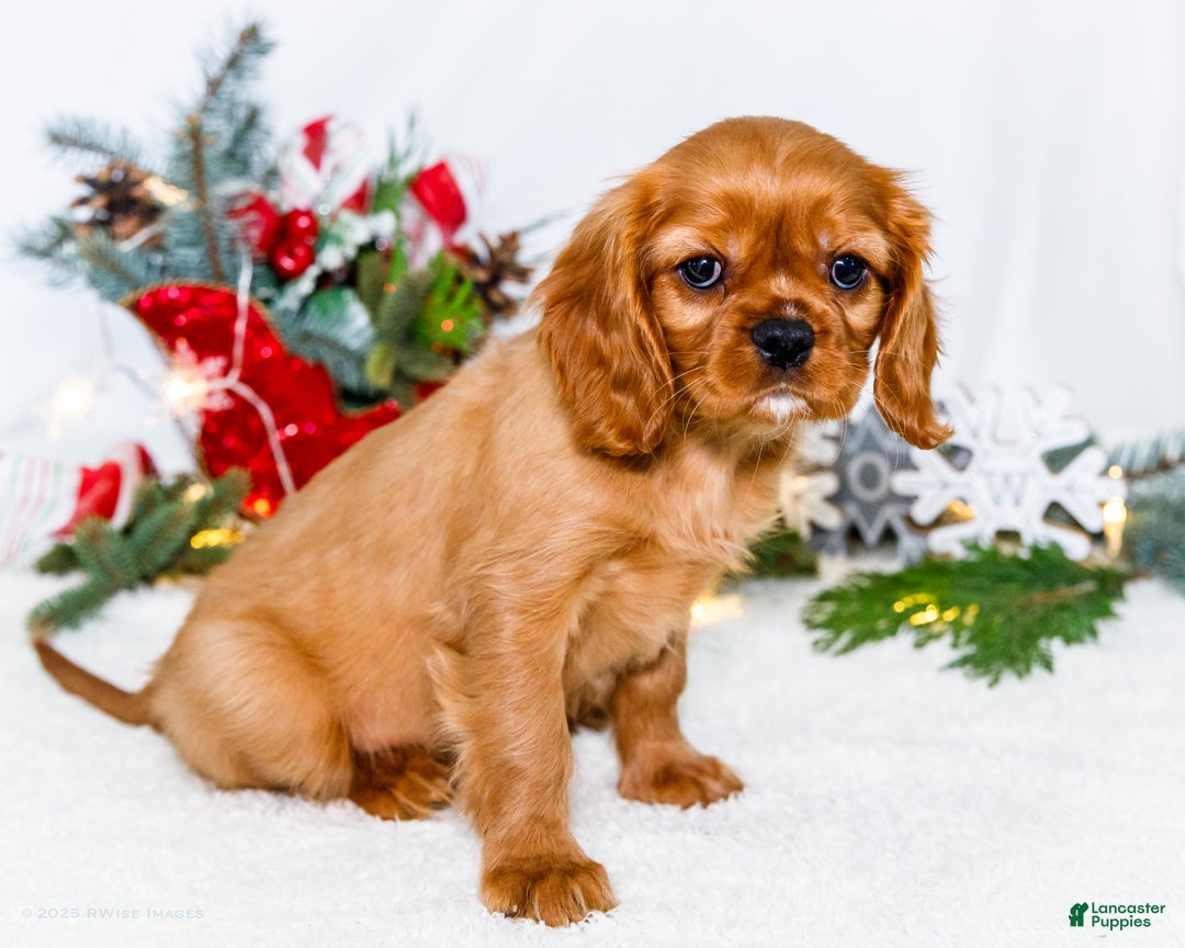 Cavalier King Charles Spaniel dogs for sale: Gingersnap - Ad 3