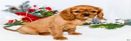 Cavalier King Charles Spaniel dogs for sale: Gingersnap - Ad 7