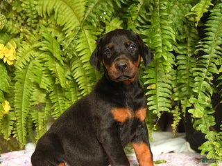 Doberman Pinscher dogs - Ad 35