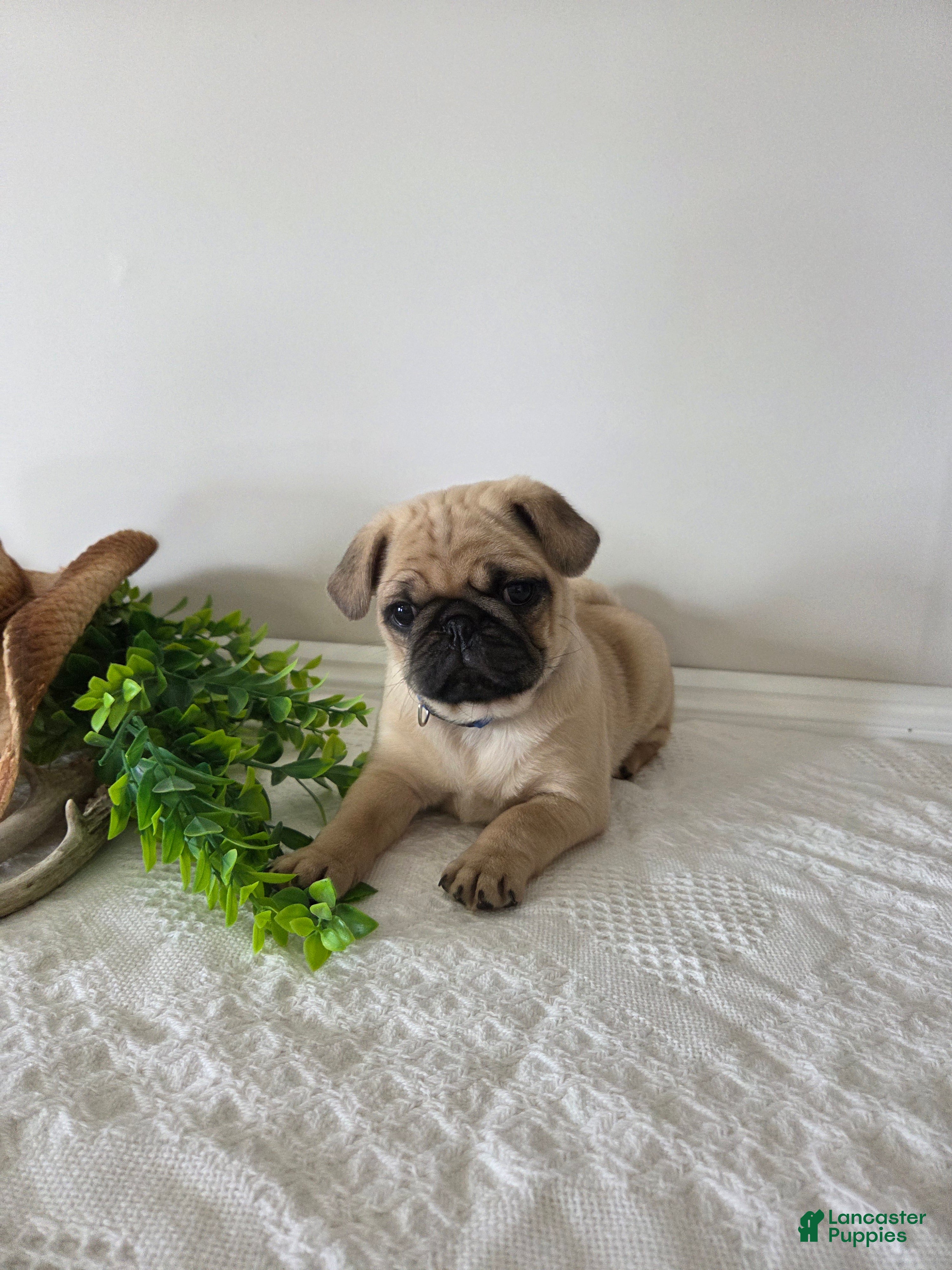 Puggle dogs Buster - Ad 1