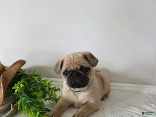 Puggle dogs for sale: Buster - Ad 3