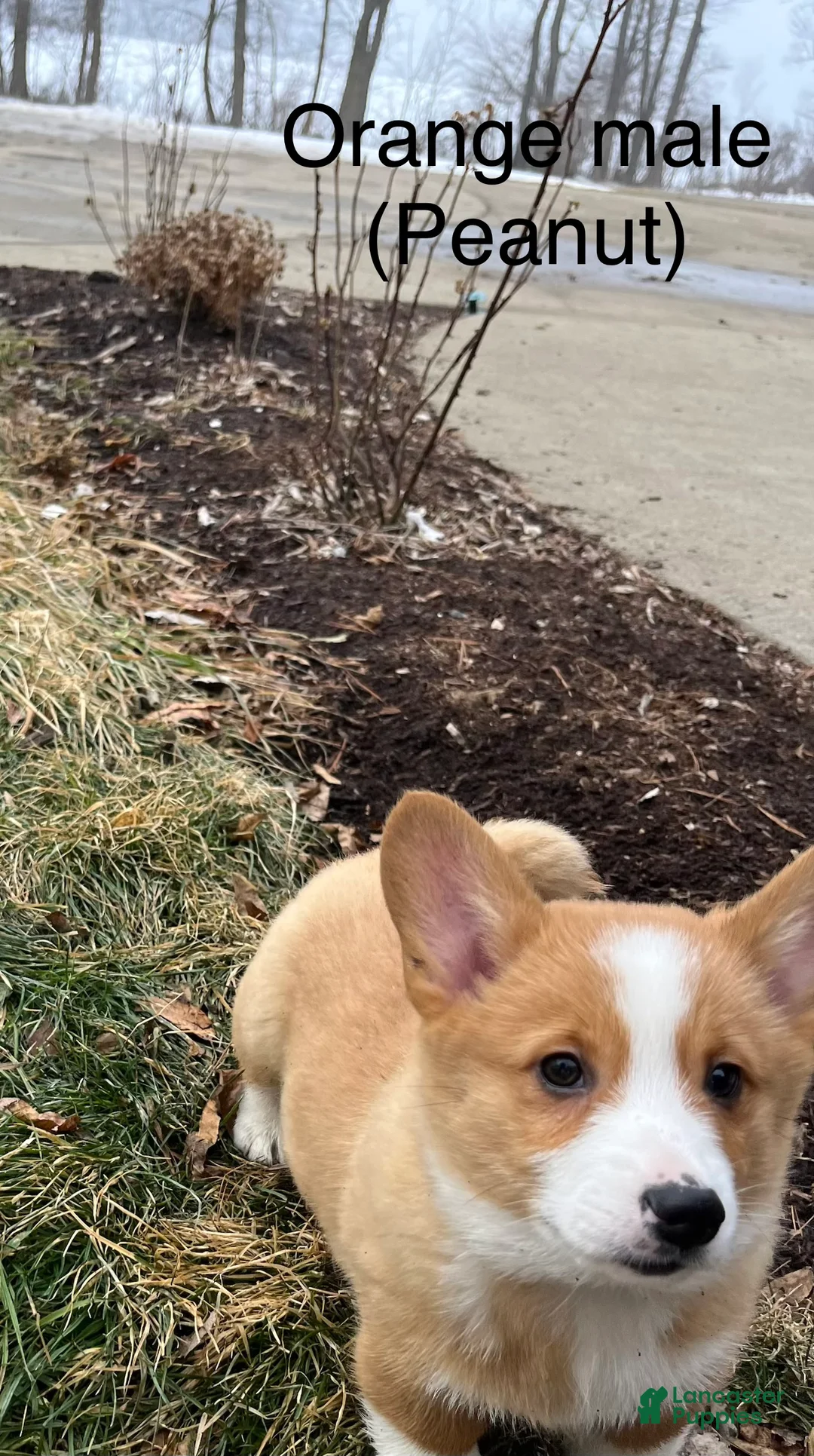 Welsh Corgi Pembroke dogs for sale: Welsh Corgi Pembroke Puppy 1 - Ad 2