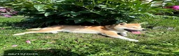 Shiba Inu dogs for sale: Sonny Boy - Ad 3