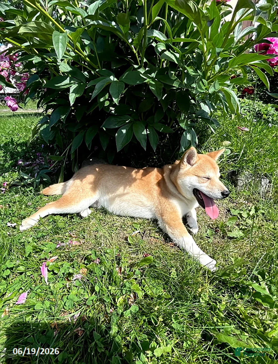 Shiba Inu dogs for sale: Sonny Boy - Ad 3