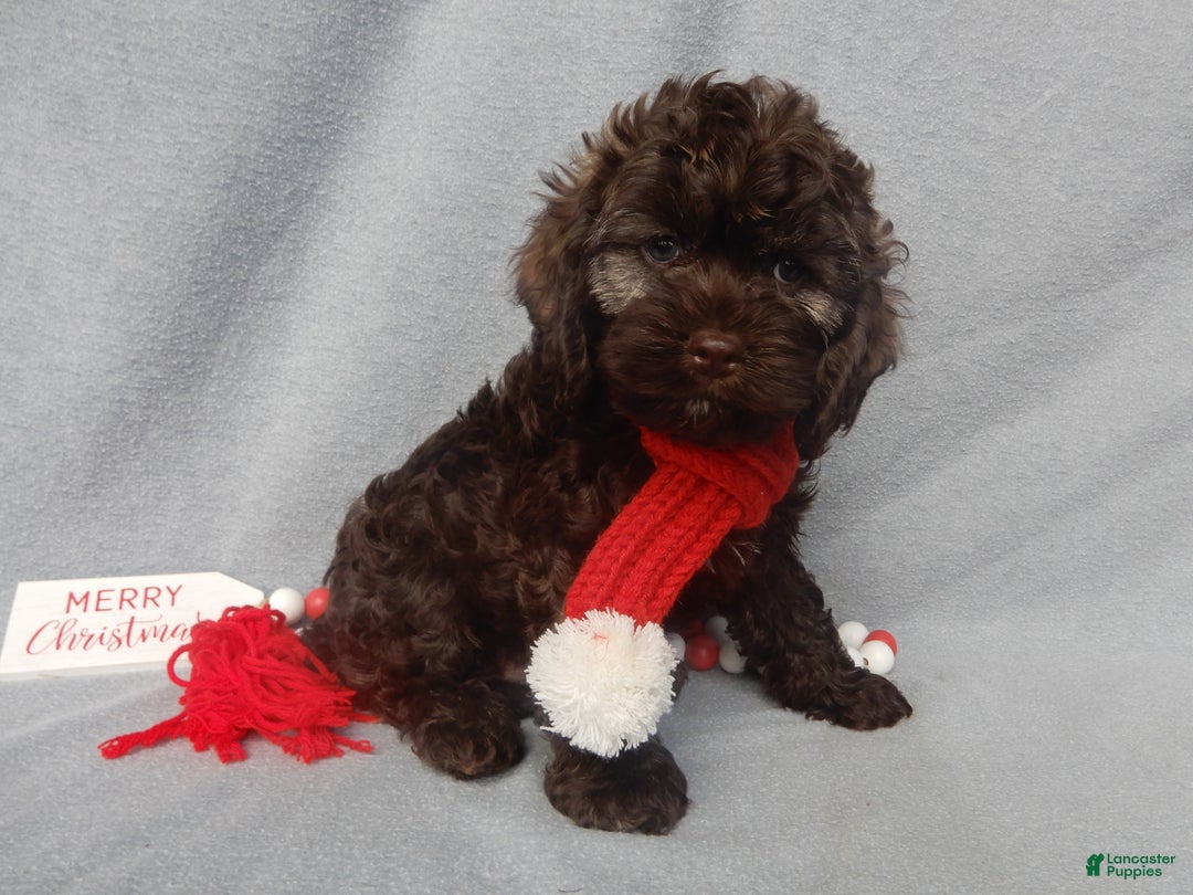 Cockapoo dogs for sale: Hershey - Ad 3