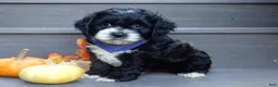 Cockapoo dogs for sale: Dakota - Ad 4
