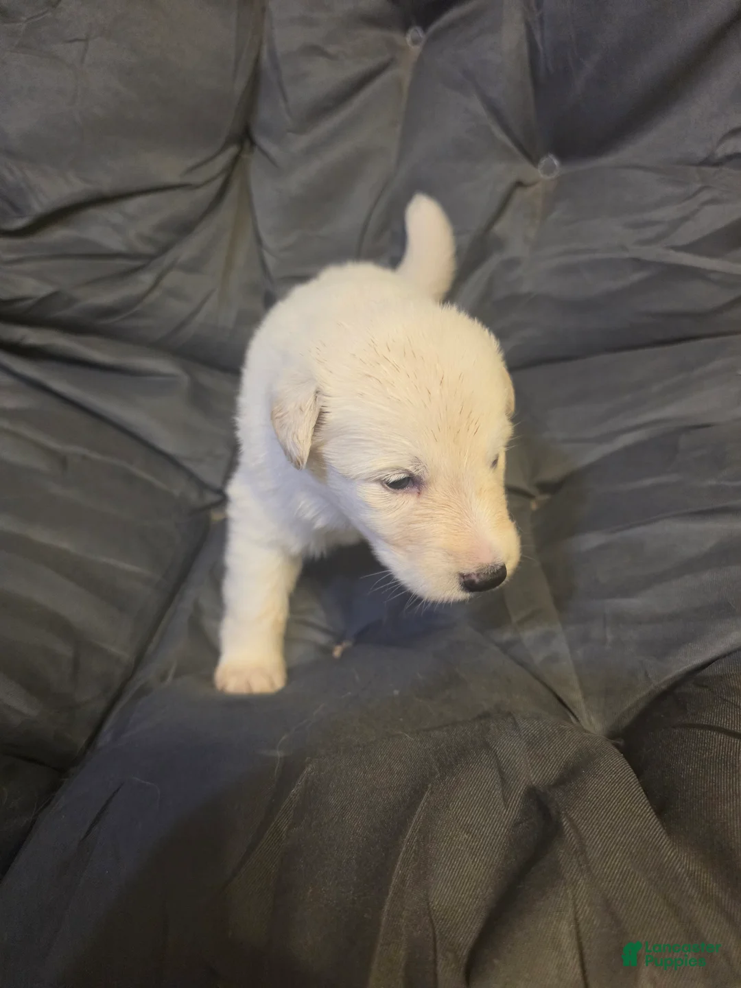 German Shepherd dogs for sale: German Shepherd 3 - Ad 2