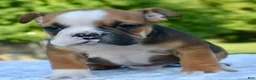 Mixed Breed dogs for sale: Bruno mini hybrid bulldog  - Ad 14