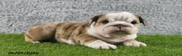 English Bulldog dogs for sale: Mindy - Ad 4