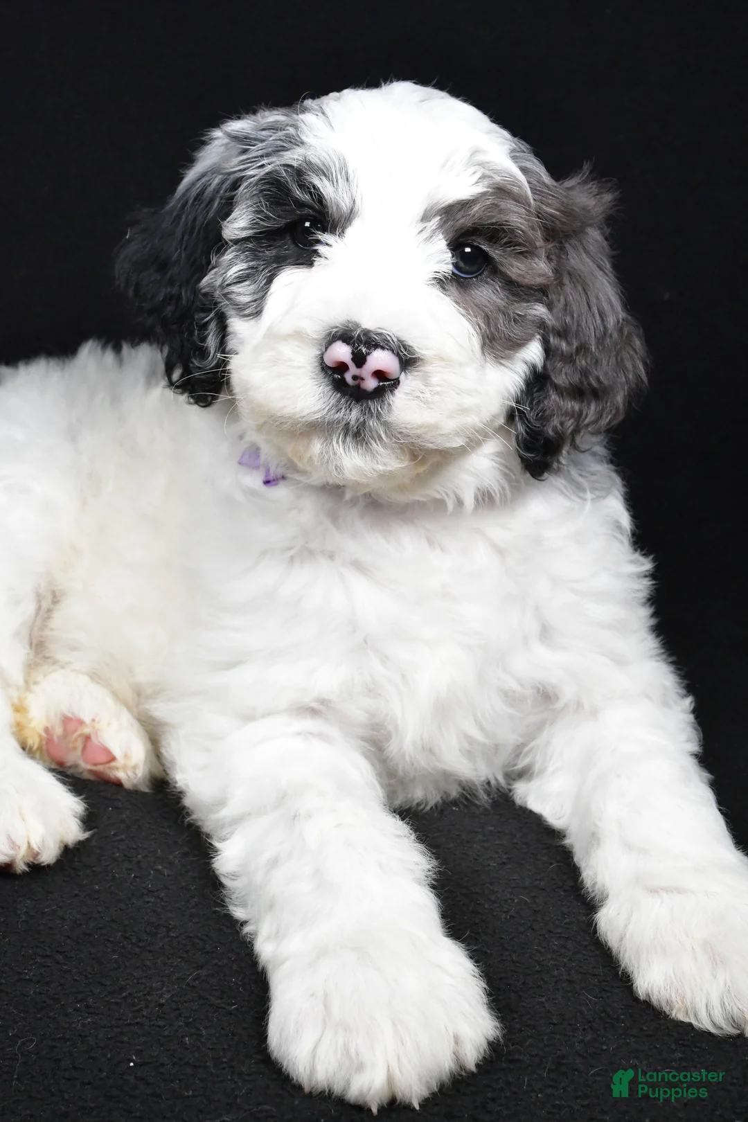 Sheepadoodle dogs for sale: Morgan - Ad 3