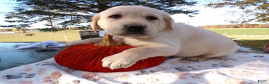 Labrador Retriever Puppy 2