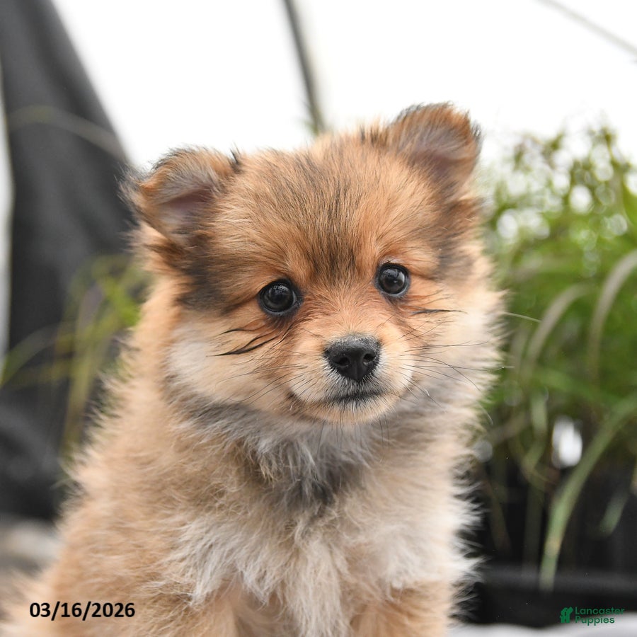 Pomeranian dogs Dahlia - Ad 2
