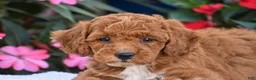 Mini Goldendoodle dogs for sale: Annabelle - Mini F1BB - Ad 5