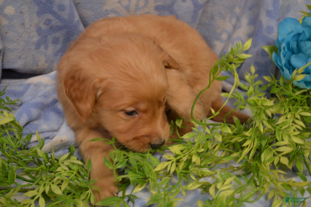 Golden Retriever dogs for sale: Athena - Ad 1