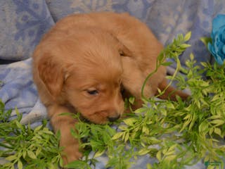 Golden Retriever dogs Athena - Ad 14