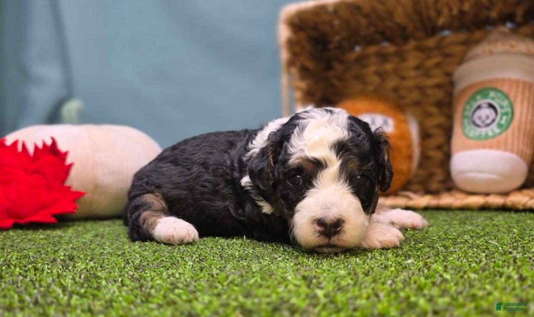 Mini Bernedoodle dogs for sale: Elsie - Ad 5