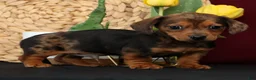 Miniature Dachshund dogs for sale: Neil Special Needs - Ad 5