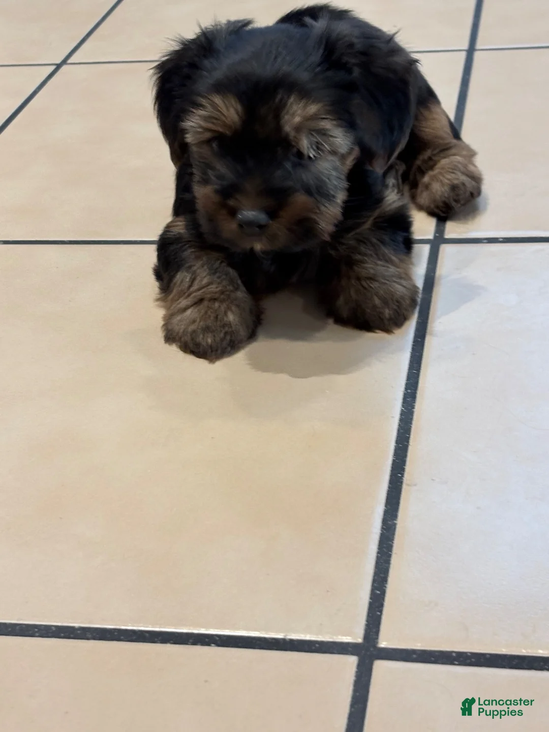 Yorkshire Terrier dogs for sale: Yorkshire Terrier 1 - Ad 4