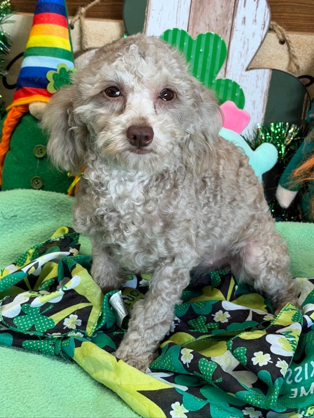 Cockapoo dogs for sale: Twinkle - Ad 2