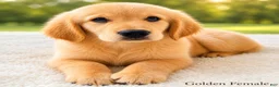 Golden Retriever dogs for sale: Golden Retriever 3 - Ad 2