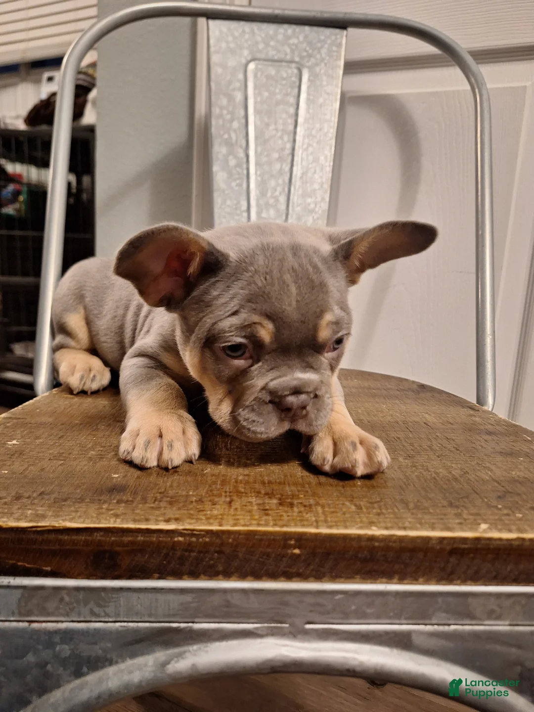 French Bulldog dogs for sale: French Bulldog Puppy 1 - Ad 3