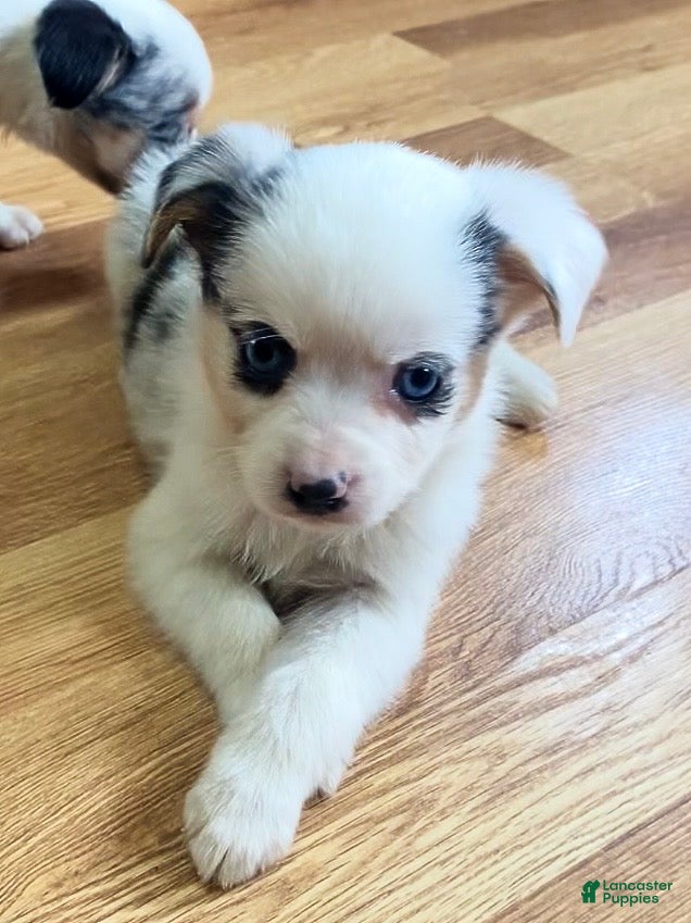 Mixed Breed dogs Max - Ad 33