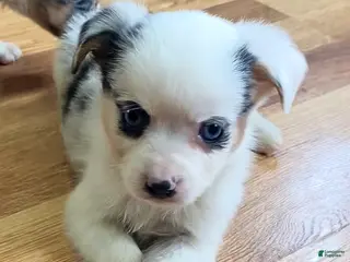 Mixed Breed dogs Max - Ad 33