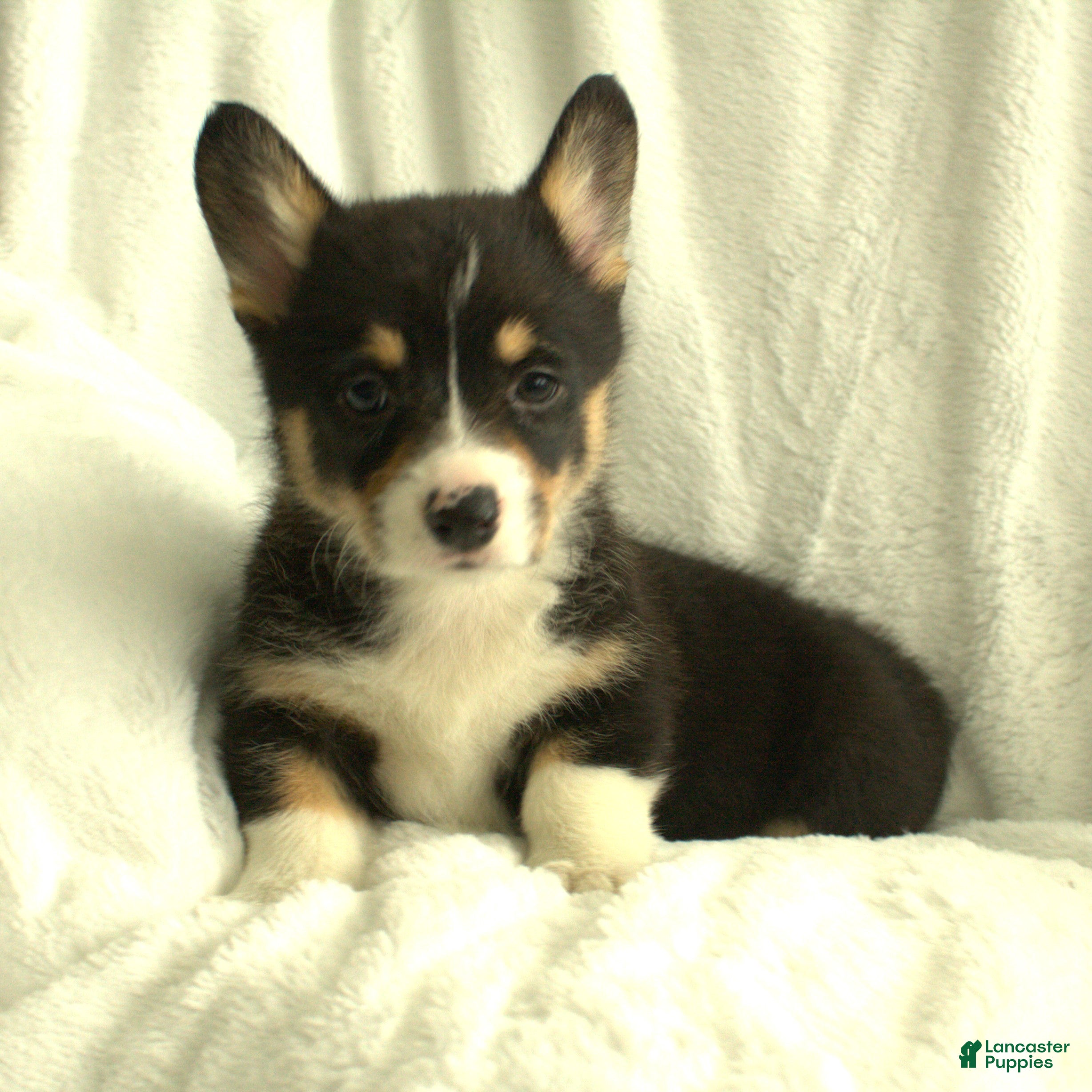 Welsh Corgi Pembroke dogs Dolly - Ad 1