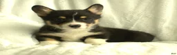 Welsh Corgi Pembroke dogs for sale: Dolly - Ad 1